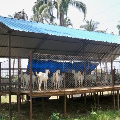 Goats Farm Shed
