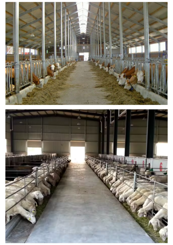 ANIMALSHED