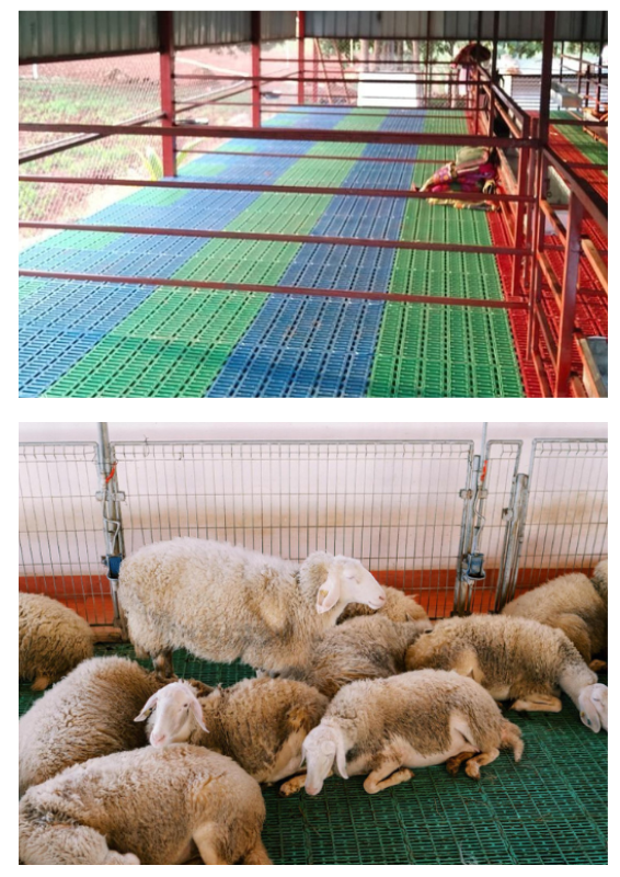 GOATFARMSHEEP